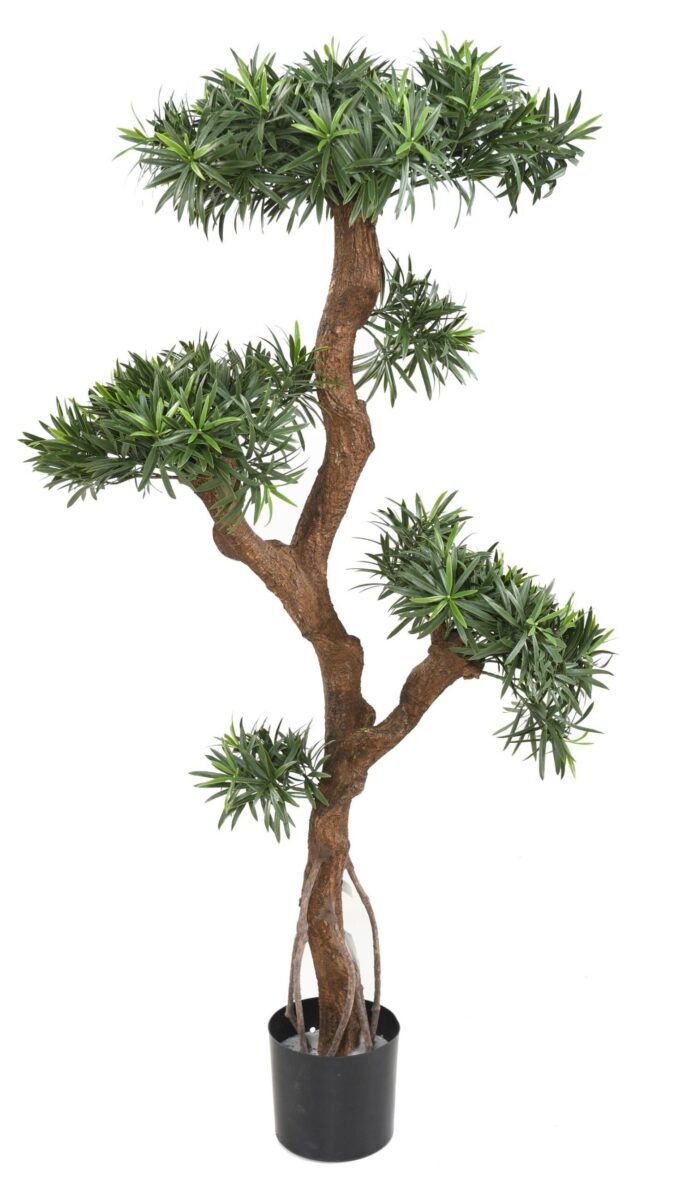 podocarpus uv cloud scaled