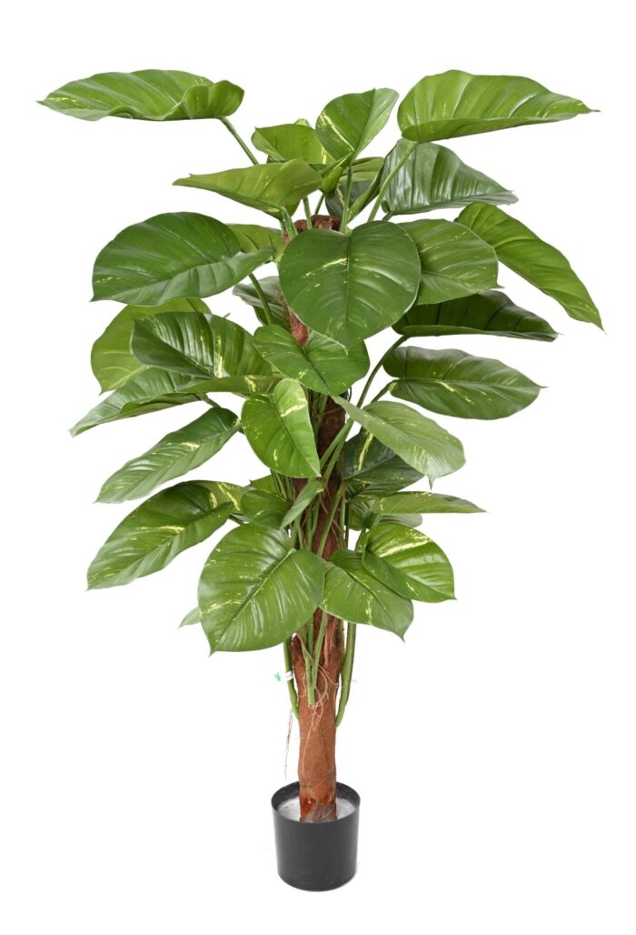 pothos geant scaled