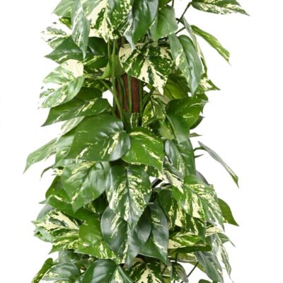 pothos guardian coco scaled