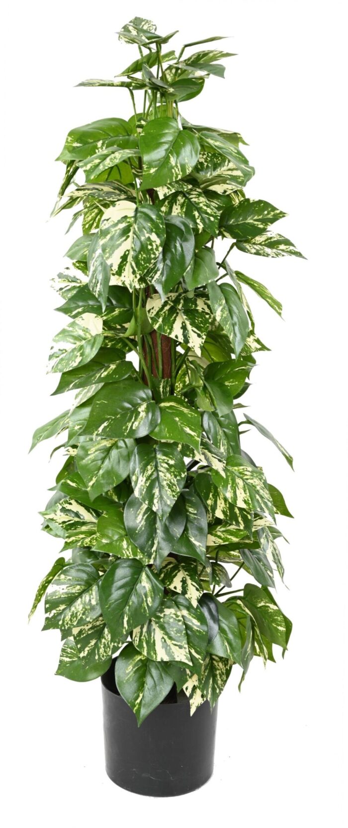 pothos guardian coco scaled