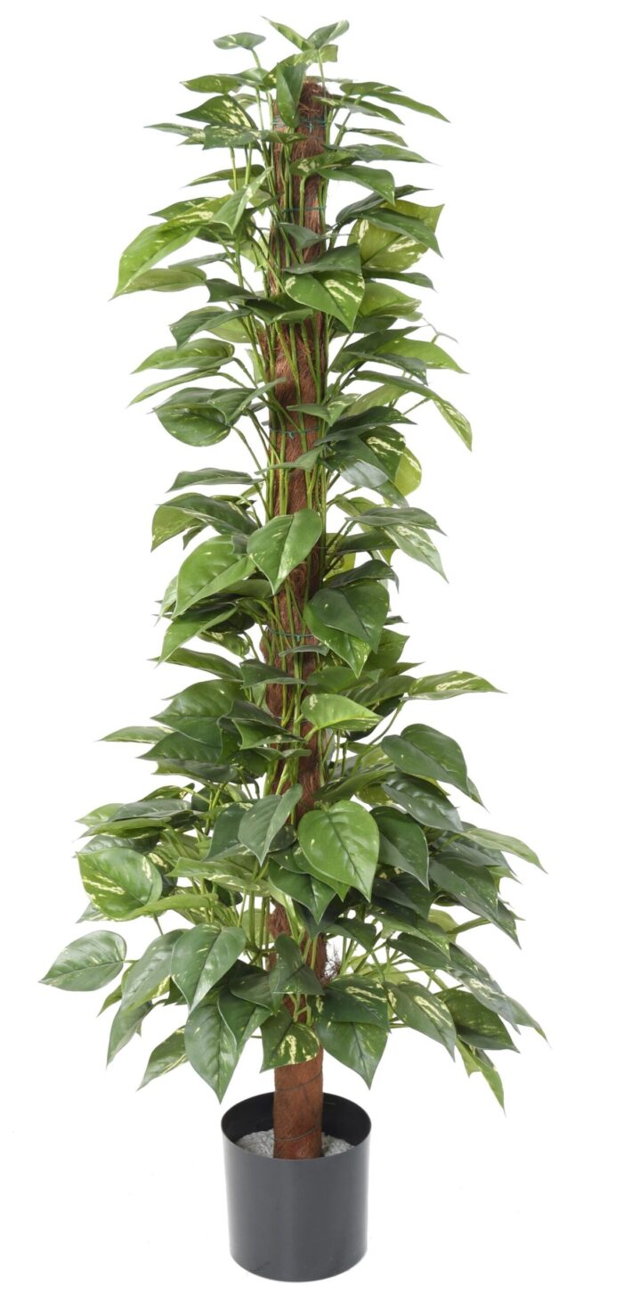 pothos guardian scaled