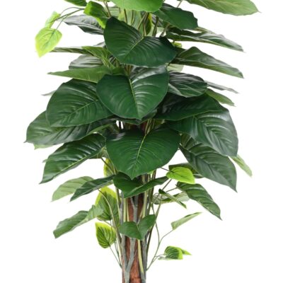 pothos tuteur scaled