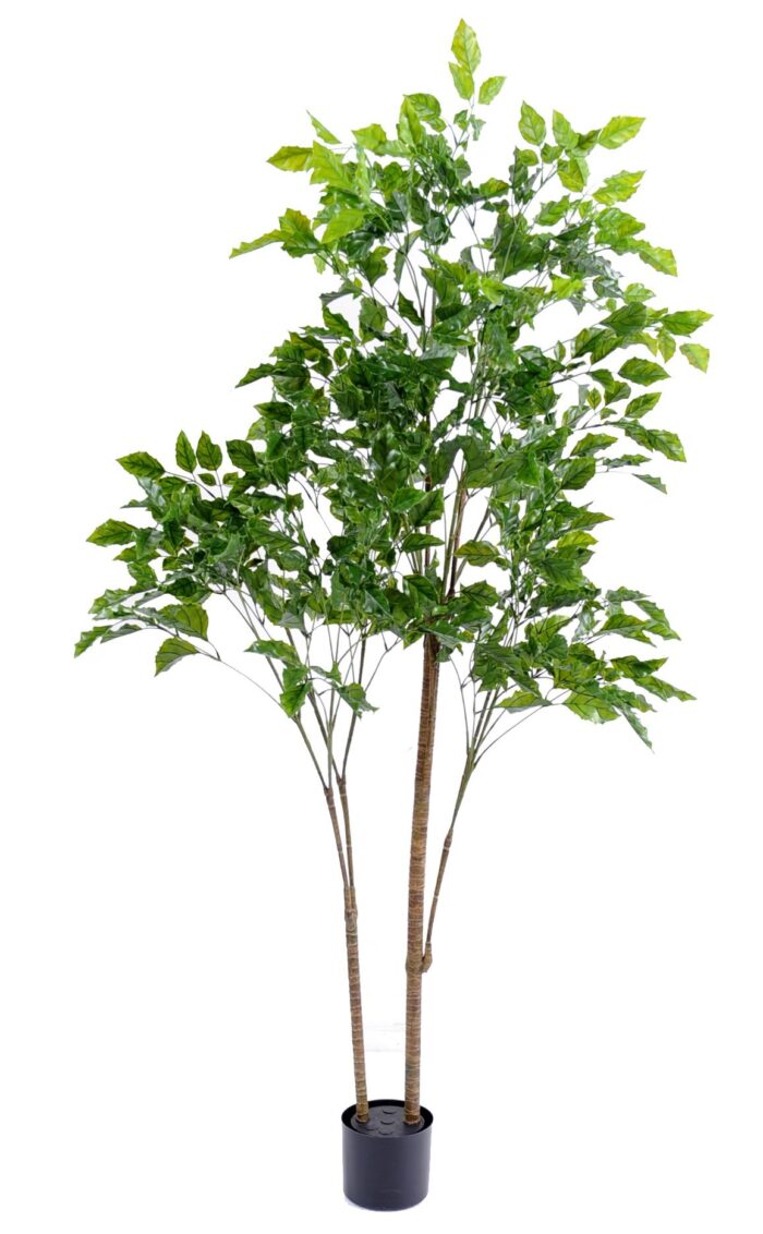 rosewood plast 1