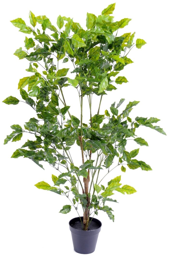 rosewood plast