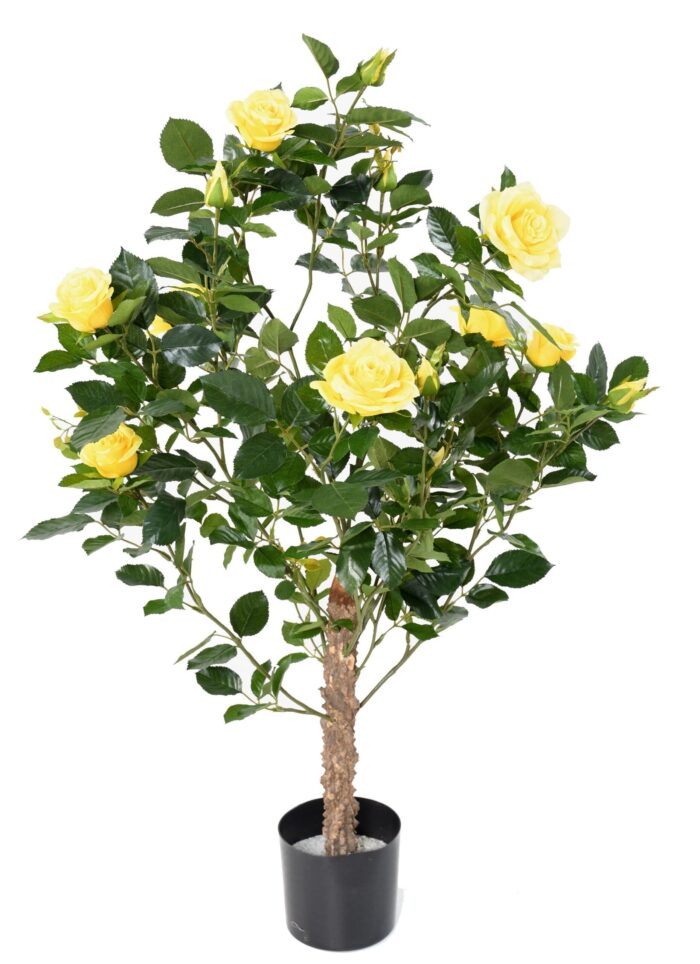rosier royal 1 scaled