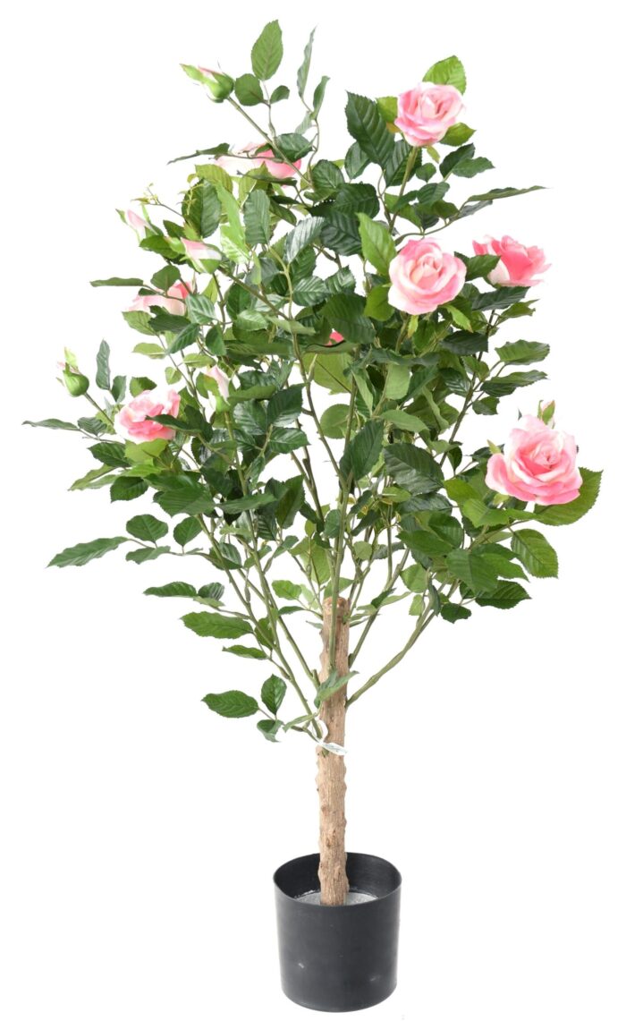 rosier royal 2 scaled