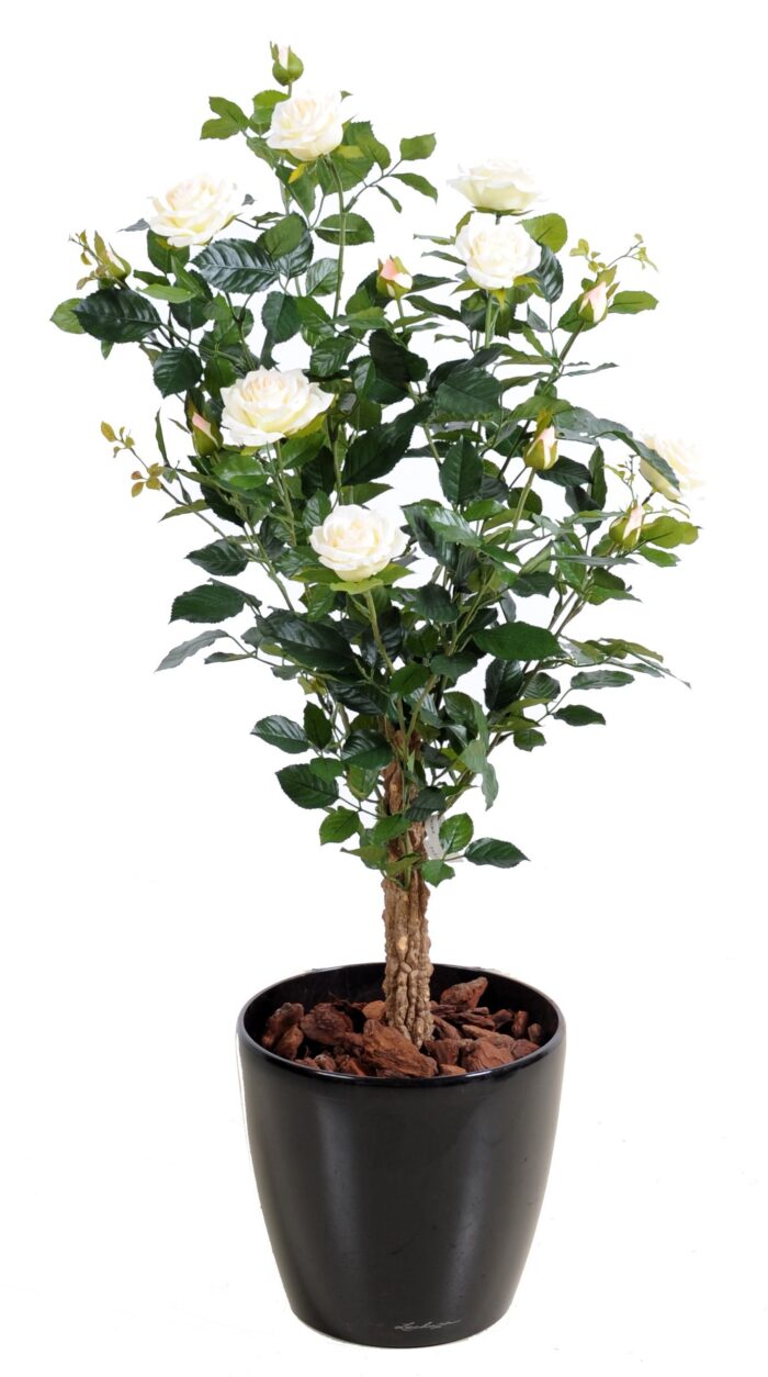rosier royal 3