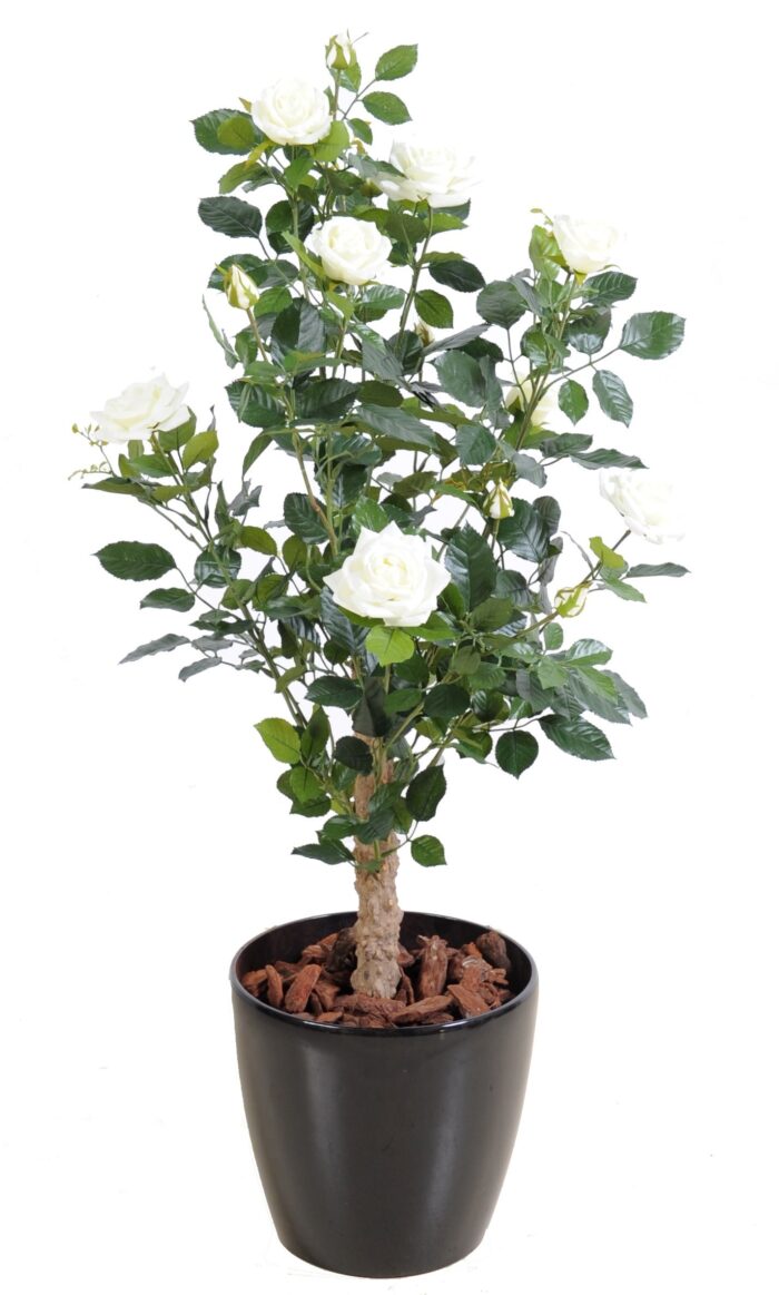 rosier royal 4