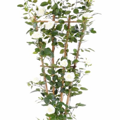 rosier royal palisade