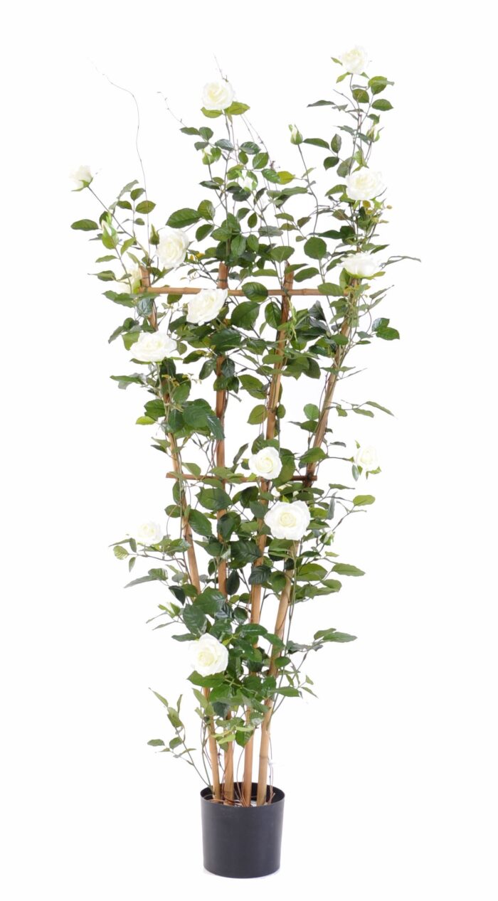 rosier royal palisade