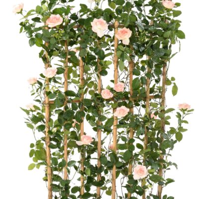 rosier royal palisade wide scaled