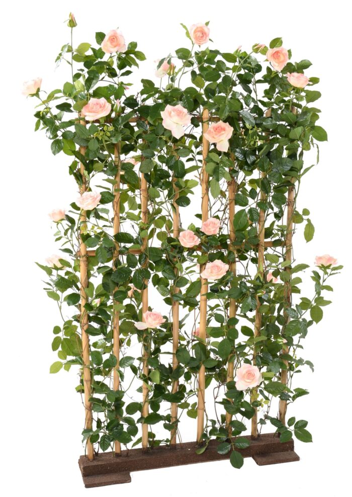 rosier royal palisade wide scaled