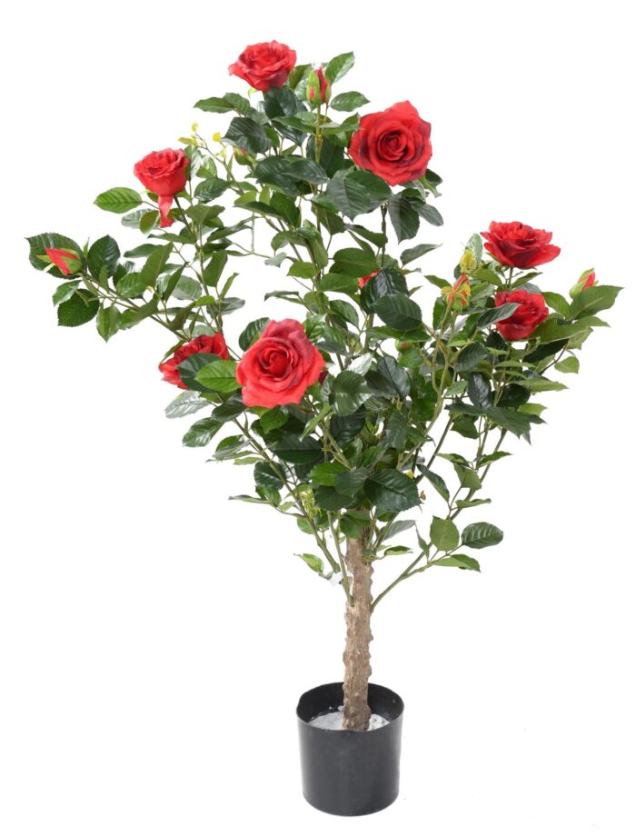 rosier royal scaled