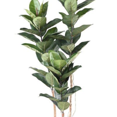 rubber plant 170 cm scaled