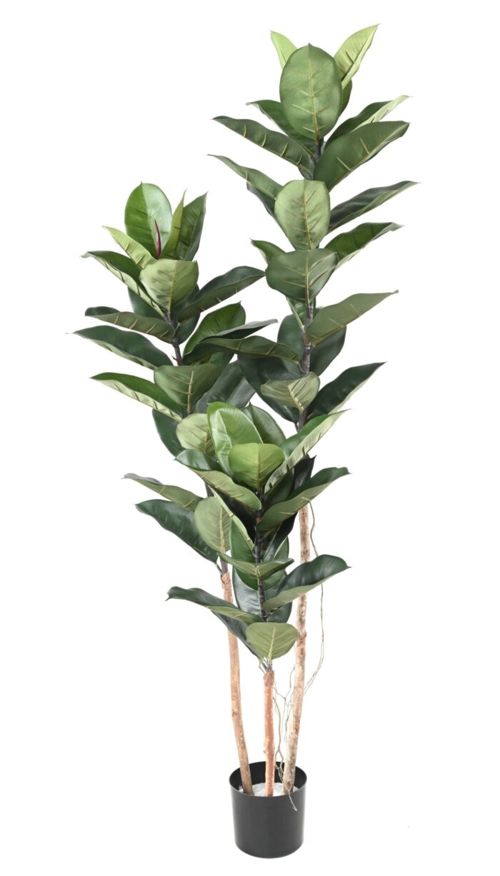 rubber plant 170 cm scaled
