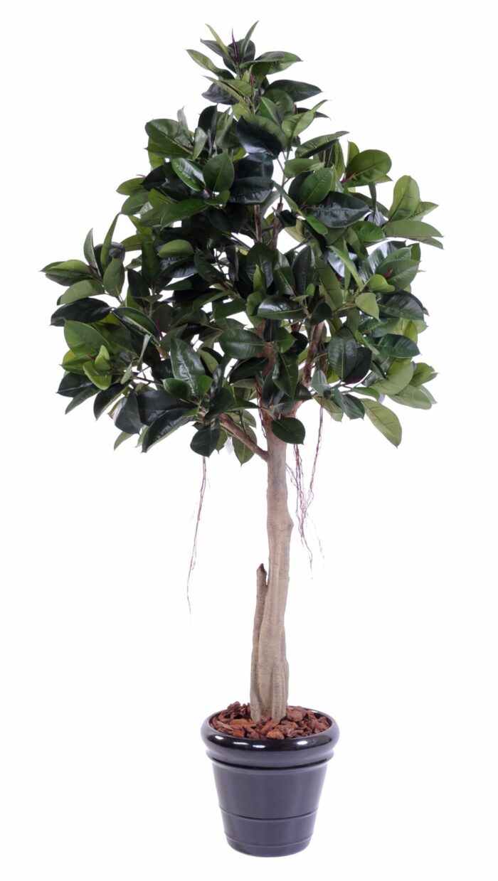 rubber plant tree s 220 scaled