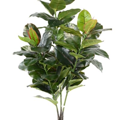 rubber tree scaled