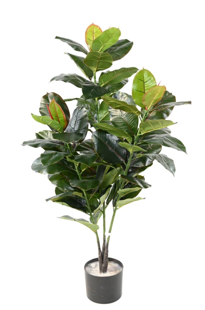 rubber tree scaled