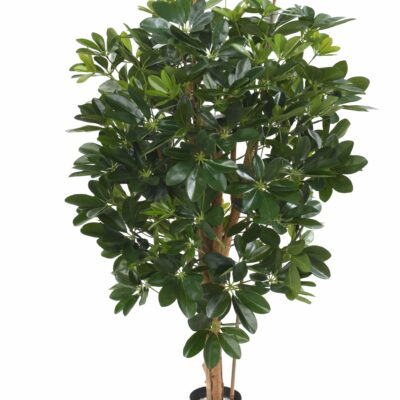 schefflera 1 scaled