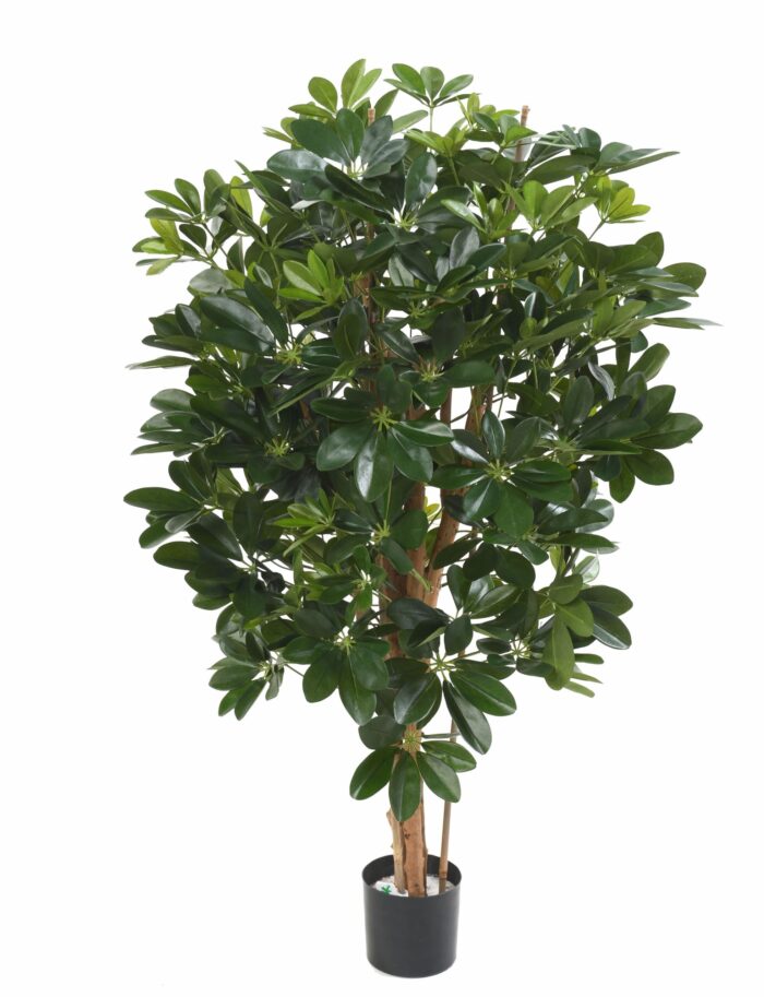 schefflera 1 scaled