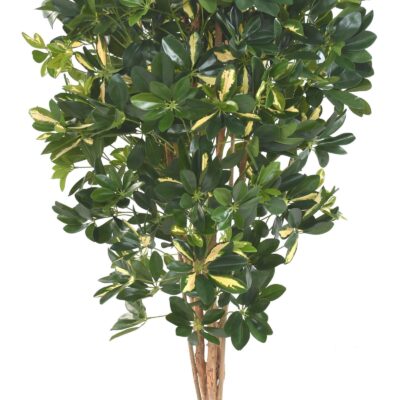 schefflera 150 scaled