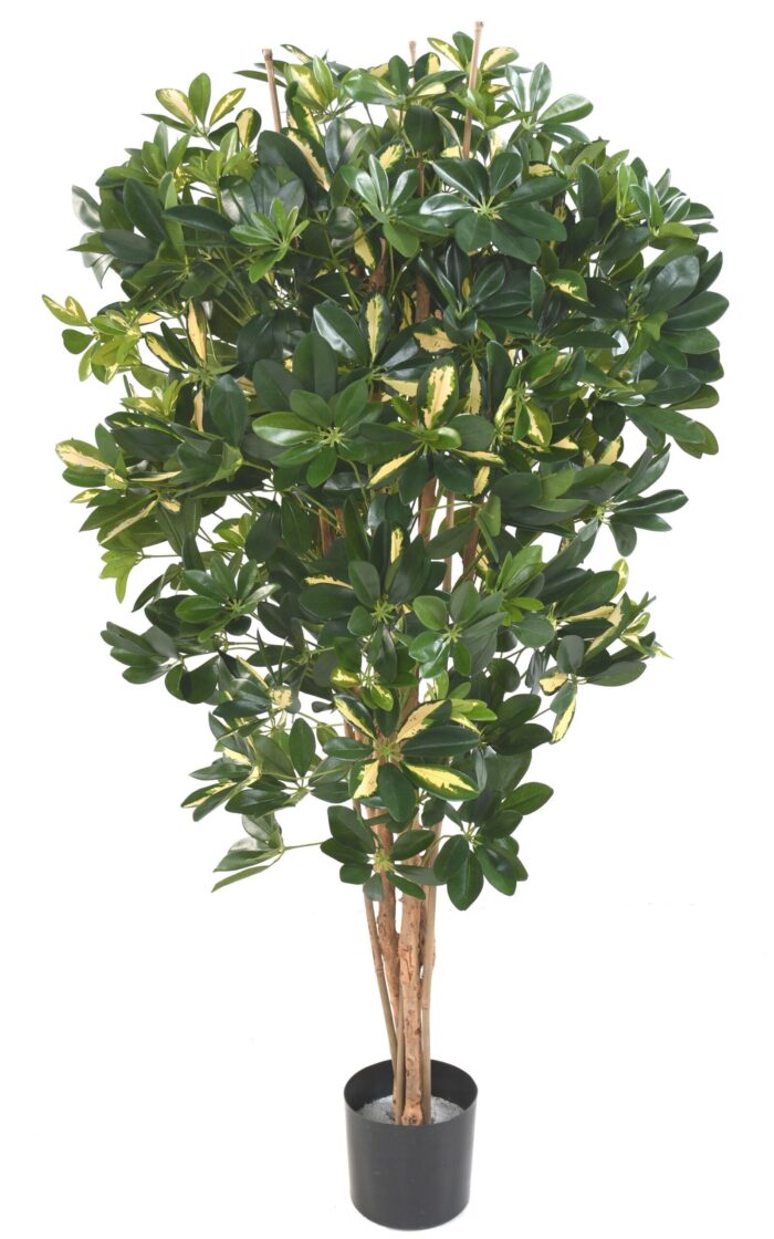 schefflera 150 scaled