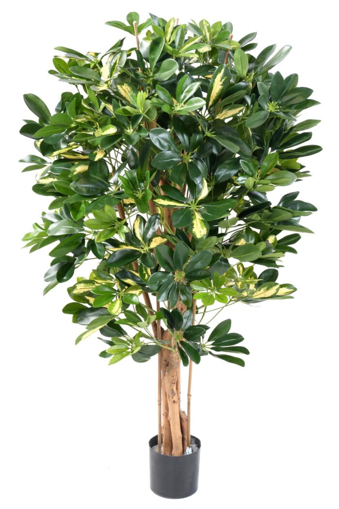 schefflera 2 scaled
