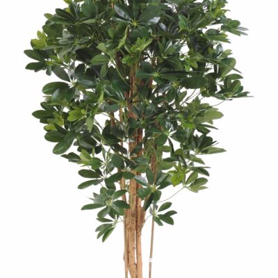 schefflera