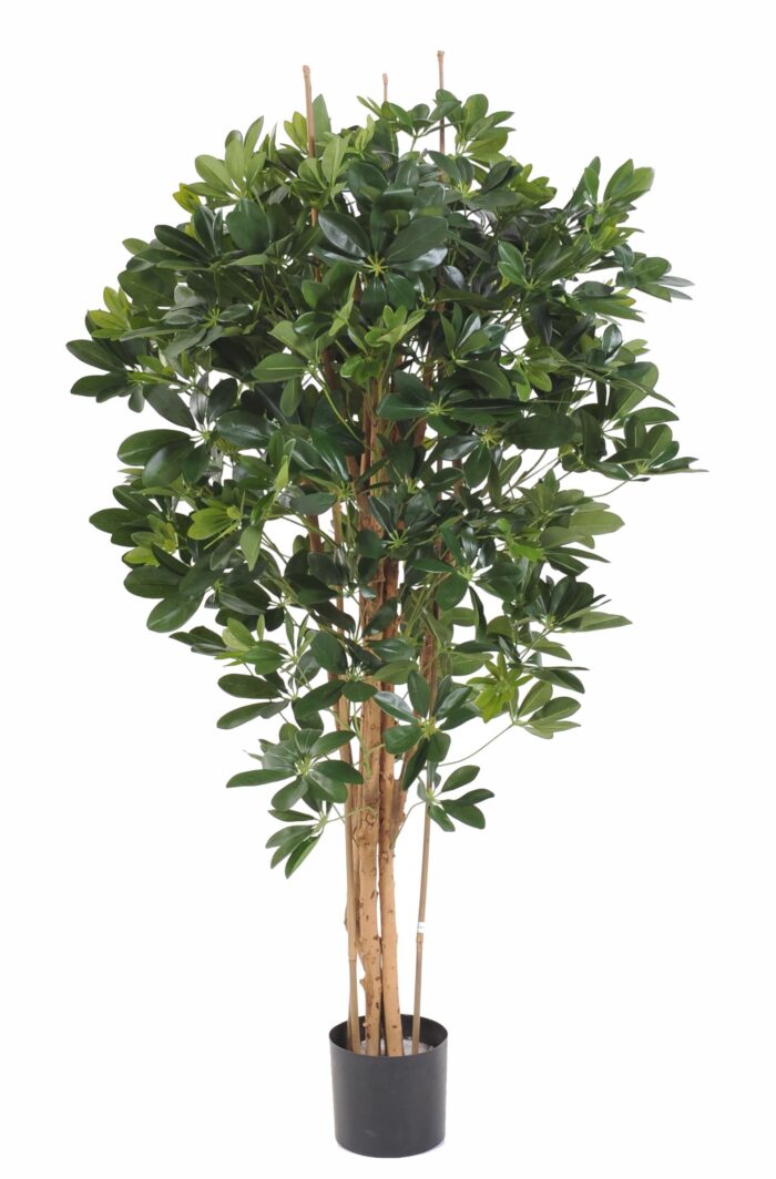 schefflera