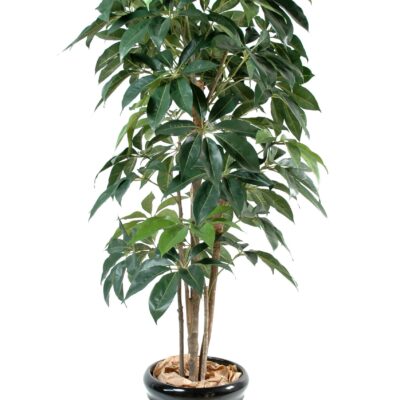 schefflera amata 1 scaled