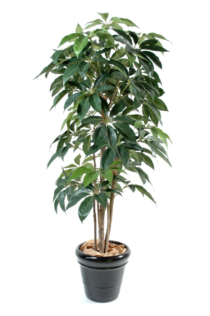 schefflera amata 2 scaled