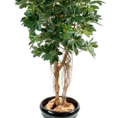 schefflera baby tree