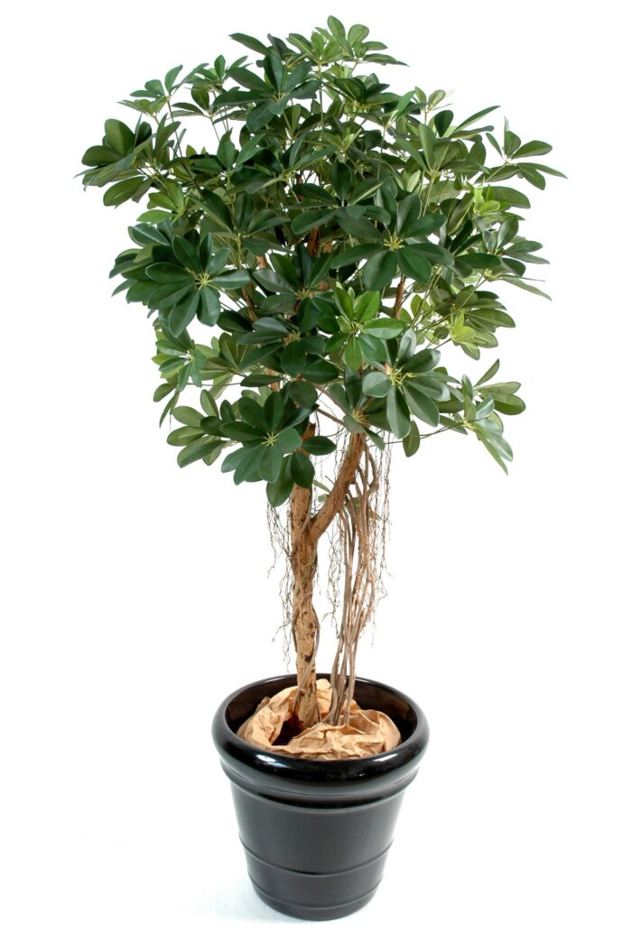 schefflera baby tree