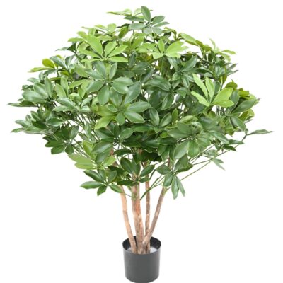 schefflera bush plast 90 uv scaled