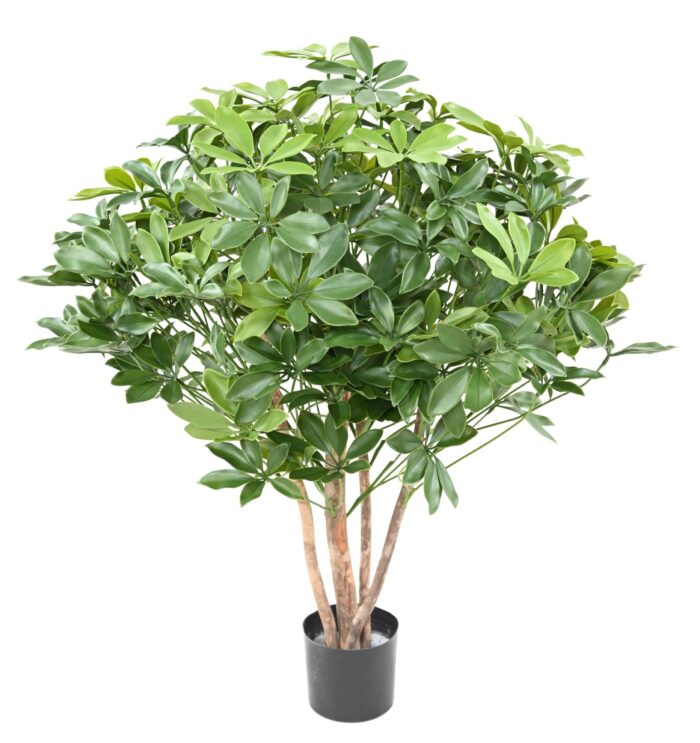 schefflera bush plast 90 uv scaled