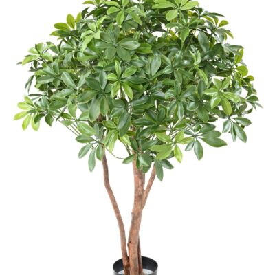 schefflera bush plast uv scaled