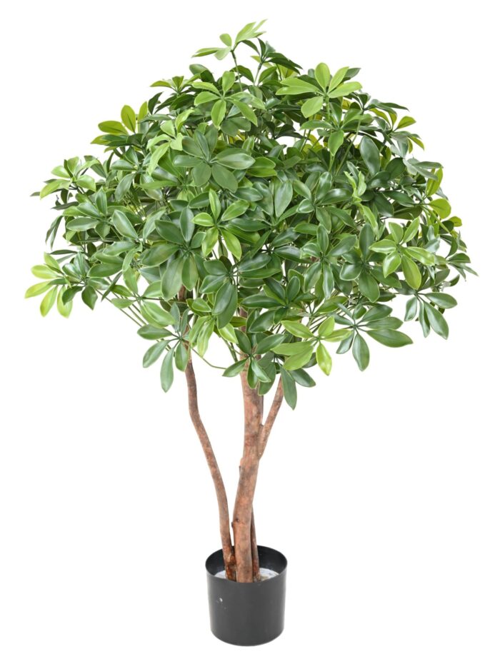 schefflera bush plast uv scaled