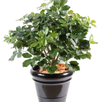 schefflera exotica bush