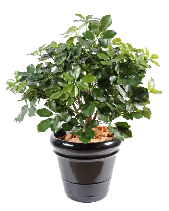 schefflera exotica bush