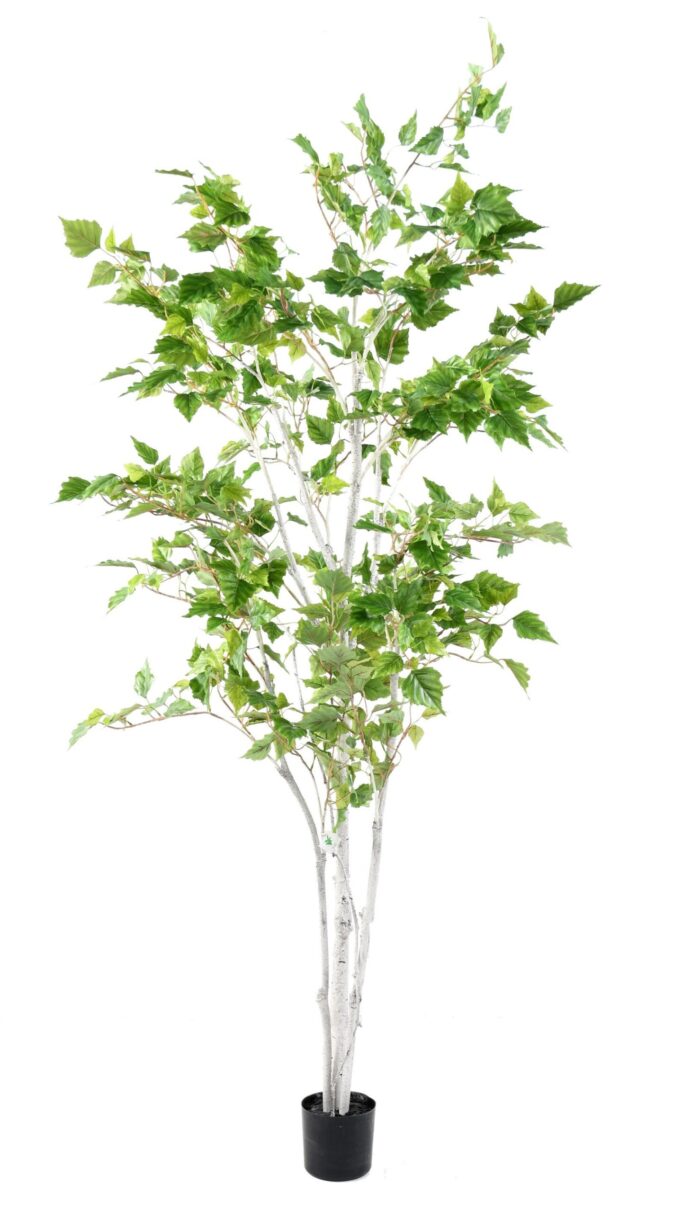 silver birch scaled