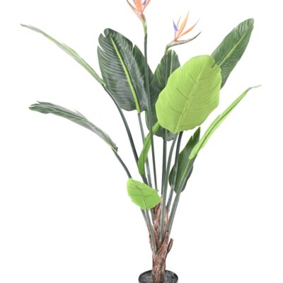 strelitzia 10f 2fl 120 scaled