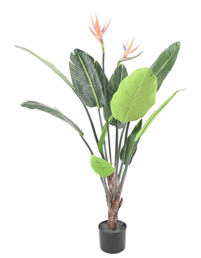 strelitzia 10f 2fl 120 scaled