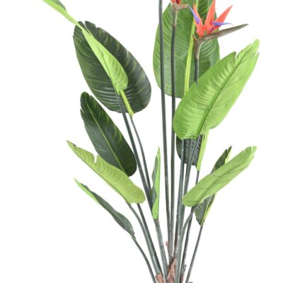 strelitzia 11f 3fl 150 scaled