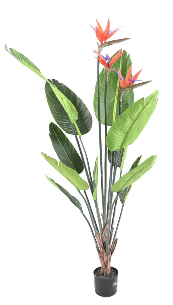 strelitzia 11f 3fl 150 scaled