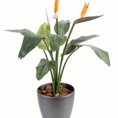 strelitzia 2fl 1bt