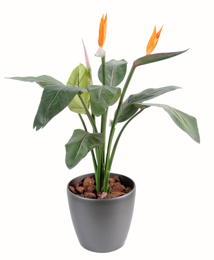 strelitzia 2fl 1bt