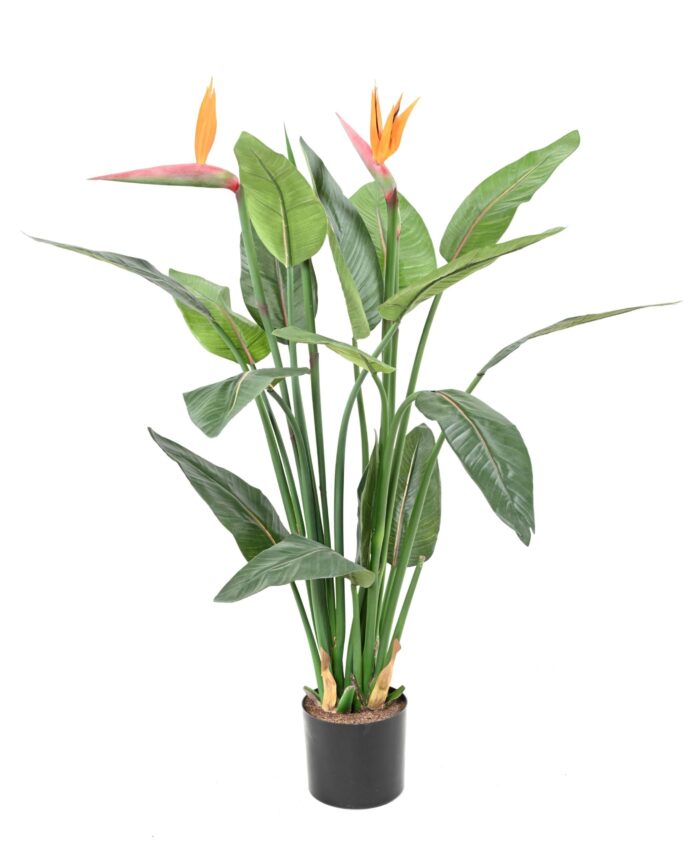 strelitzia 2fl 2bt scaled