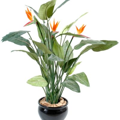 strelitzia 3fl