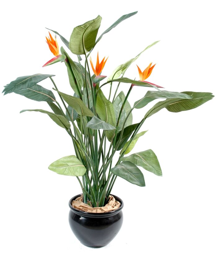 strelitzia 3fl
