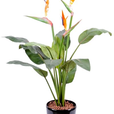 strelitzia 3fl wide